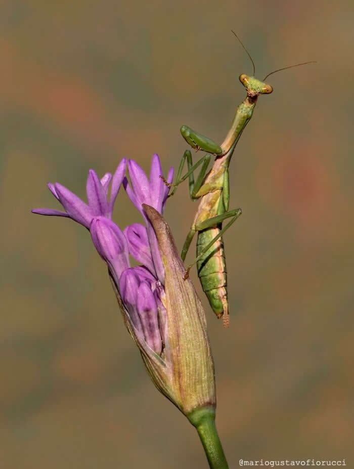 The Art of the Tiny: 28 Macro Photos That Turn Small Moments Into Masterpieces 56 A graceful macro photograph of a green praying mantis clinging to a delicate purple wildflower, set against a soft earthy blurred background.