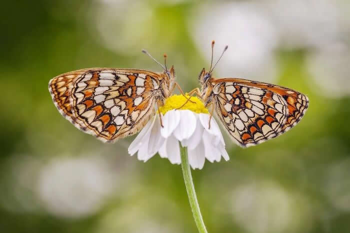 The Art of the Tiny: 28 Macro Photos That Turn Small Moments Into Masterpieces 57 A charming macro photograph of two intricately patterned butterflies facing each other while resting on a white daisy, surrounded by a soft green and white bokeh background.