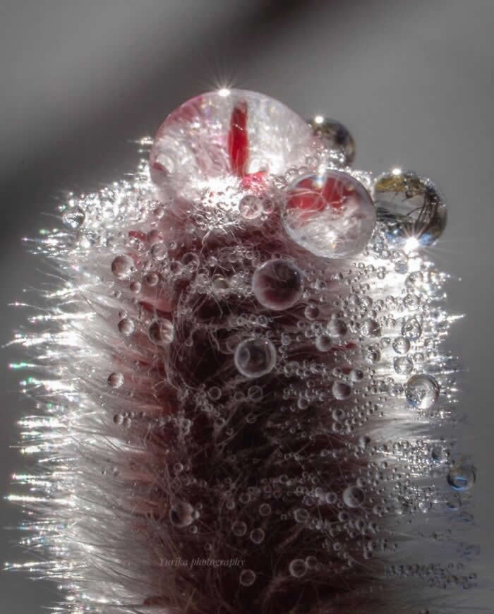 The Art of the Tiny: 28 Macro Photos That Turn Small Moments Into Masterpieces 58 A mesmerizing macro photograph of sparkling water droplets clustered on soft plant fibers, reflecting light like tiny crystals against a dreamy silver-gray background.