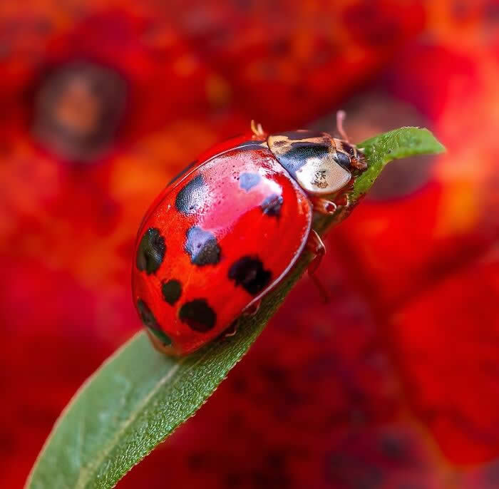 The Art of the Tiny: 28 Macro Photos That Turn Small Moments Into Masterpieces 34 A vivid macro photograph of a glossy red ladybug with black spots resting on a green leaf, surrounded by a dreamy red floral background with soft bokeh.