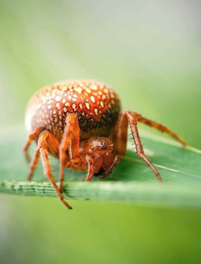 The Art of the Tiny: 28 Macro Photos That Turn Small Moments Into Masterpieces 36 A detailed macro photograph of a tiny orange and cream-patterned spider standing on a green blade of grass against a soft, dreamy green background.