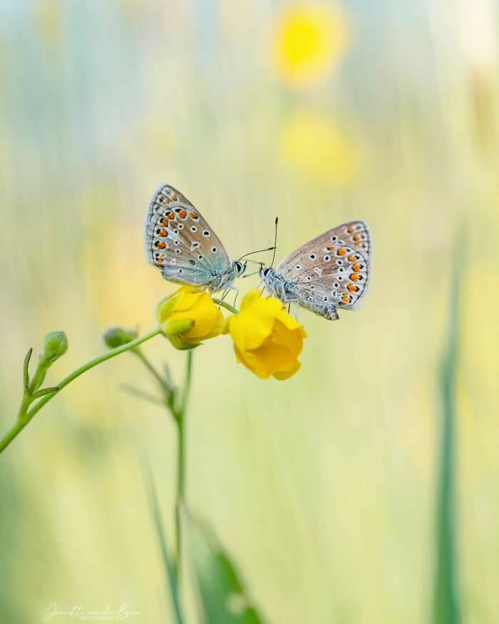 The Art of the Tiny: 28 Macro Photos That Turn Small Moments Into Masterpieces 37 A soft macro photograph of two delicate butterflies facing each other atop a small yellow flower, surrounded by a dreamy pastel meadow background.