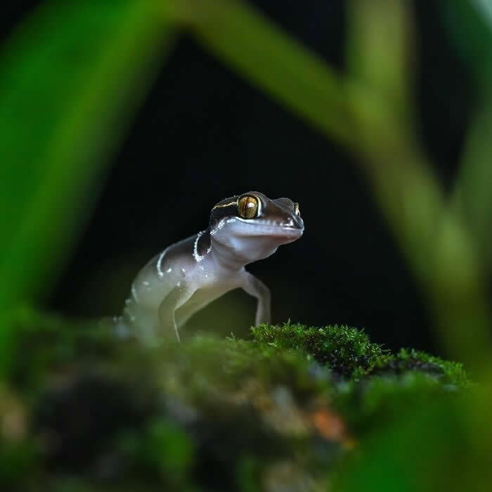 The Art of the Tiny: 28 Macro Photos That Turn Small Moments Into Masterpieces 38 A captivating macro photograph of a tiny gecko emerging from mossy ground in low light, surrounded by deep green foliage and a dark, mysterious background.