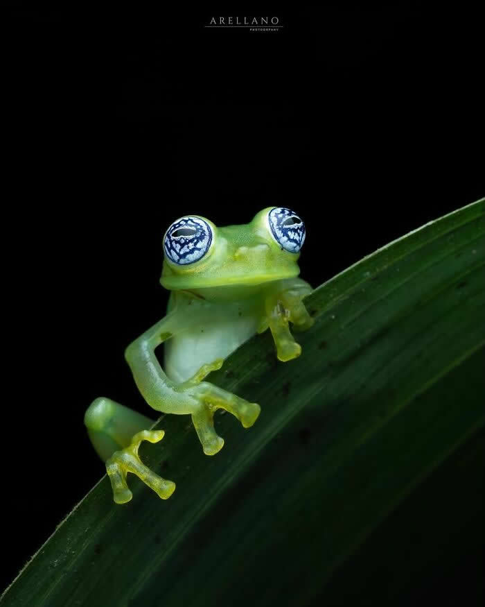 The Art of the Tiny: 28 Macro Photos That Turn Small Moments Into Masterpieces 39 A striking macro photograph of a tiny translucent green frog perched on a curved leaf, its reflective patterned eyes glowing against a deep black background.