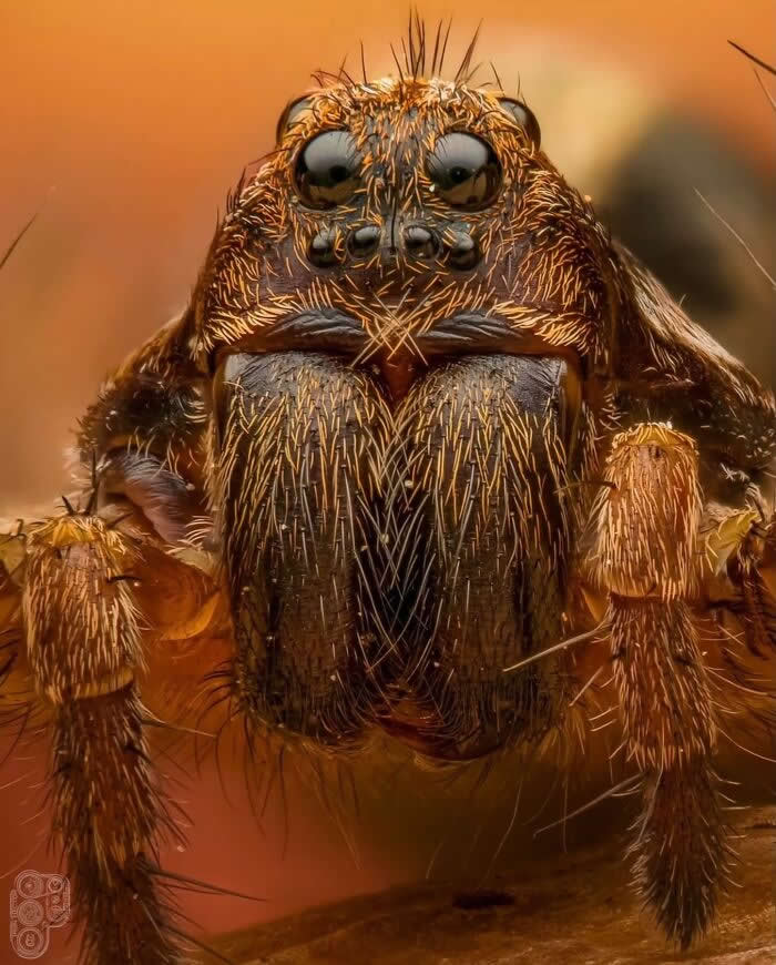 The Art of the Tiny: 28 Macro Photos That Turn Small Moments Into Masterpieces 40 An extreme macro photograph of a hairy brown spider staring directly into the camera, revealing intricate textures, multiple eyes, and fine details against a warm orange background.