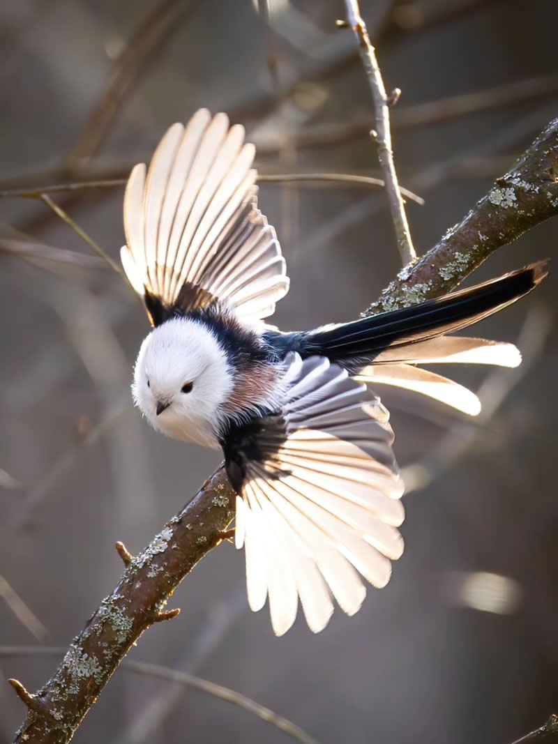 Finland Bird Photography by Jukka Risikko