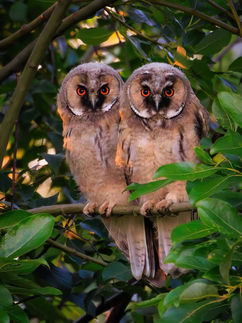 Finland Bird Photography by Jukka Risikko
