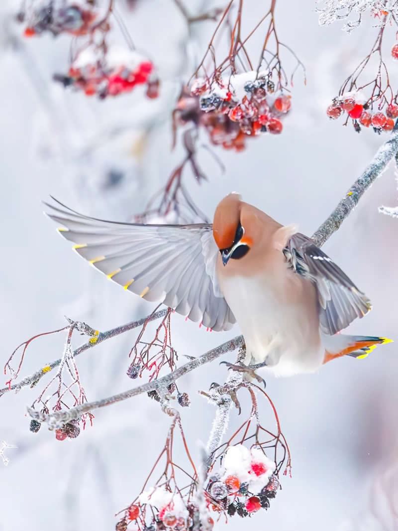 Finland Bird Photography by Jukka Risikko