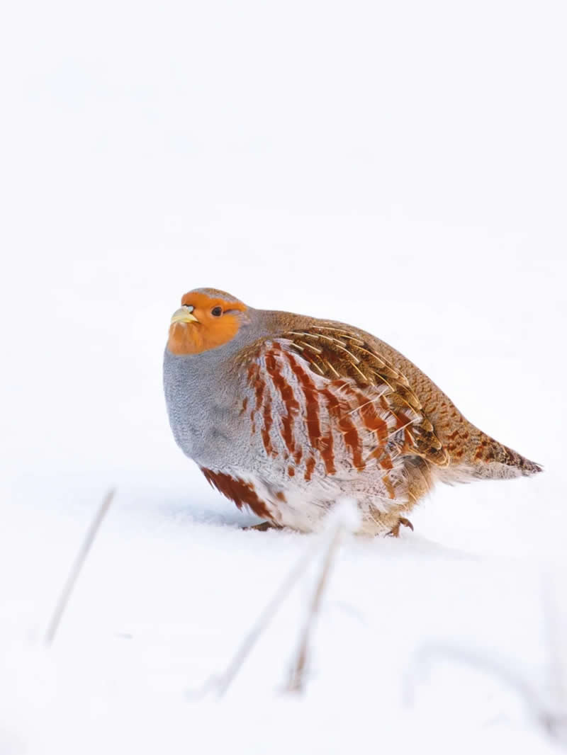 Finland Bird Photography by Jukka Risikko