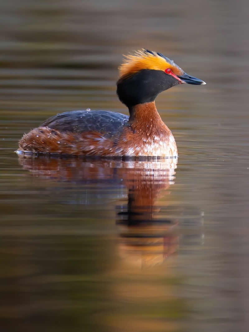Finland Bird Photography by Jukka Risikko