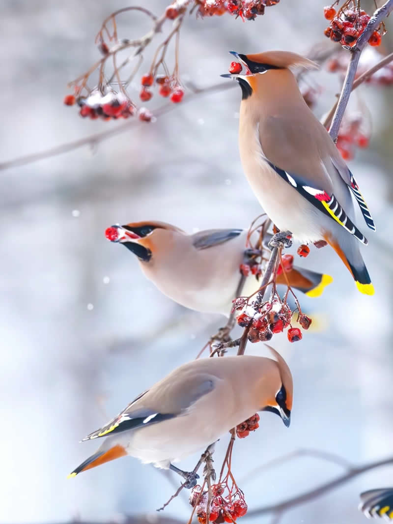 Finland Bird Photography by Jukka Risikko