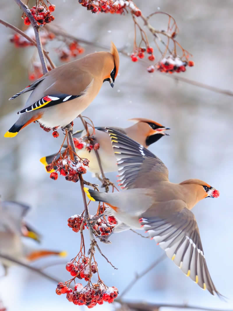 Finland Bird Photography by Jukka Risikko