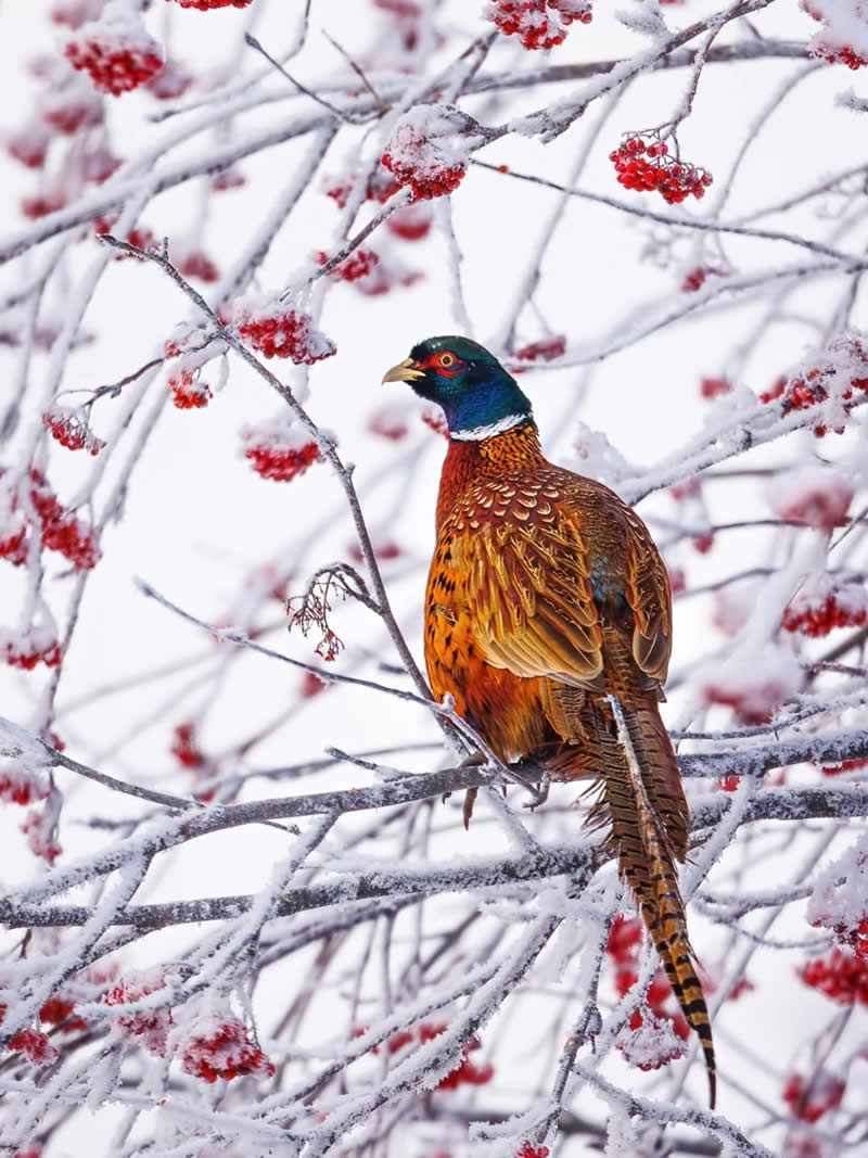 Finland Bird Photography by Jukka Risikko