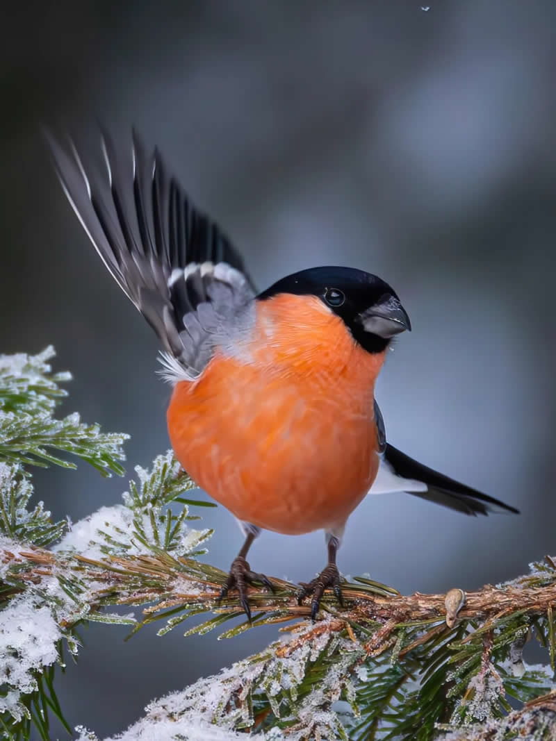 Finland Bird Photography by Jukka Risikko