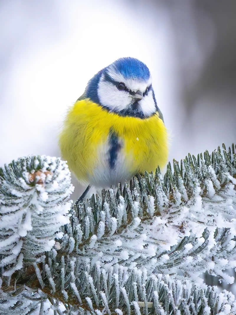 Finland Bird Photography by Jukka Risikko