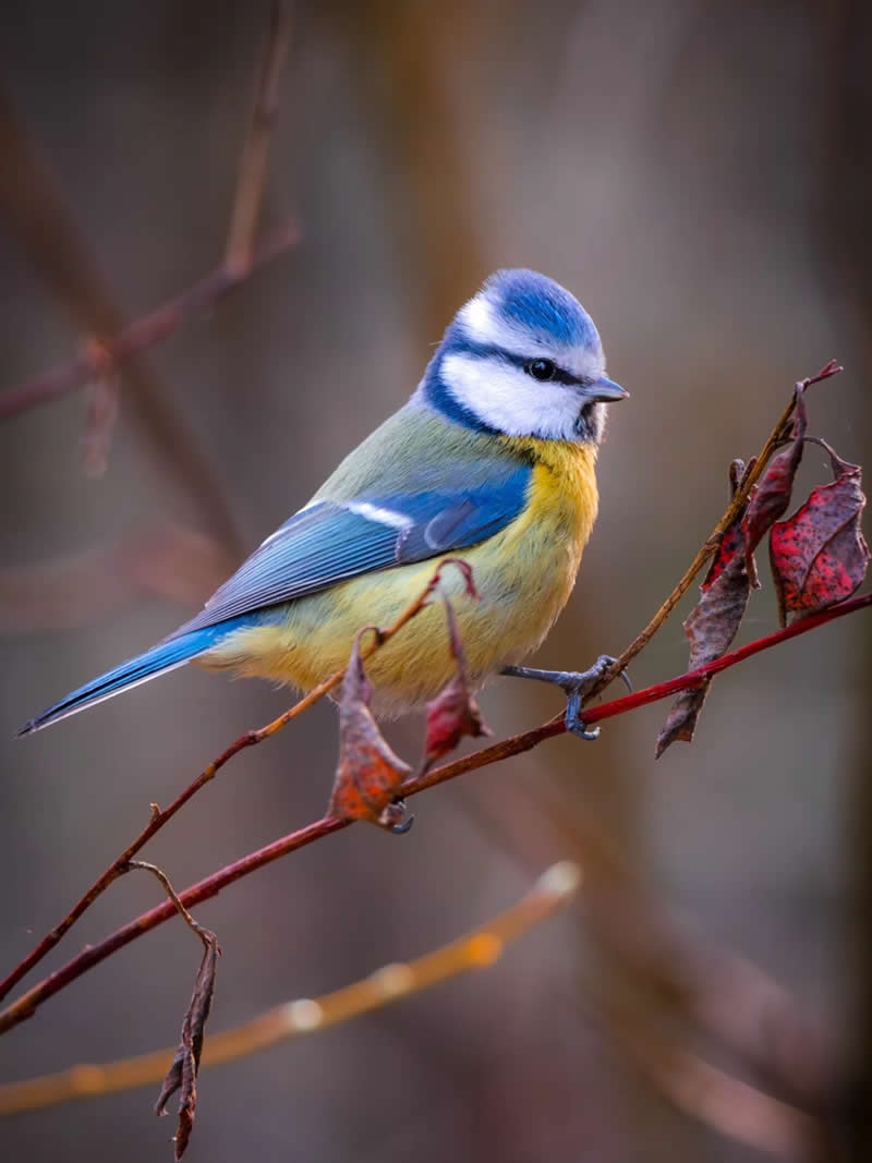 Finland Bird Photography by Jukka Risikko