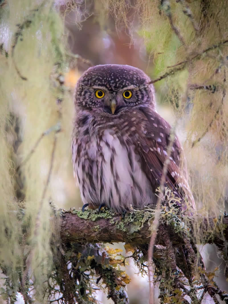 Finland Bird Photography by Jukka Risikko