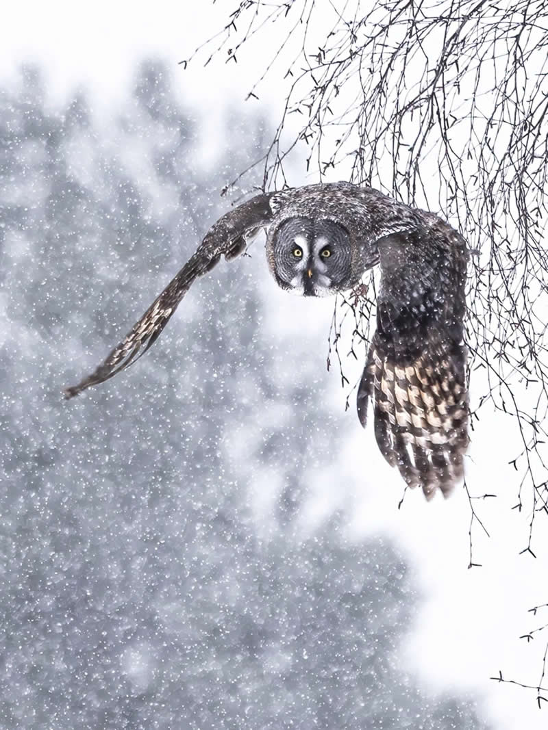 Finland Bird Photography by Jukka Risikko