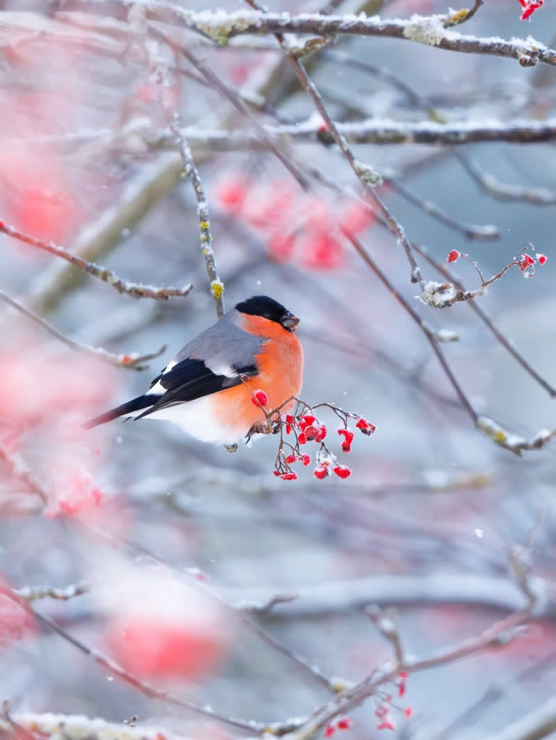 Finland Bird Photography by Jukka Risikko