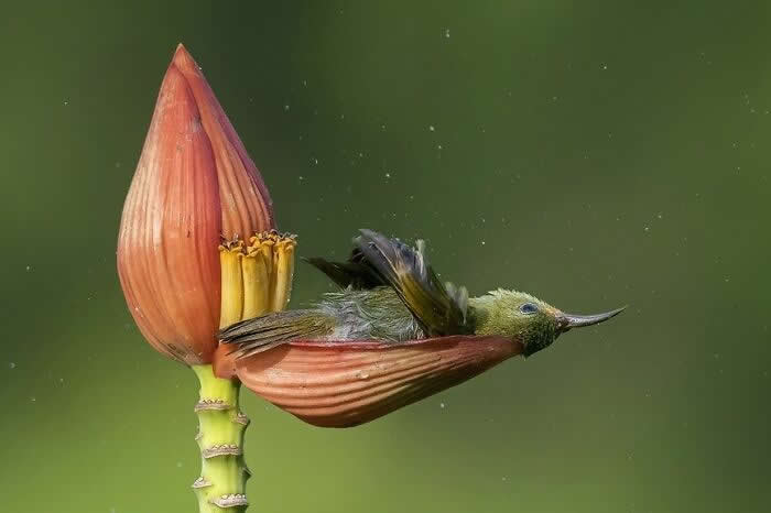 Remarkable Wildlife Photos From Siena Awards