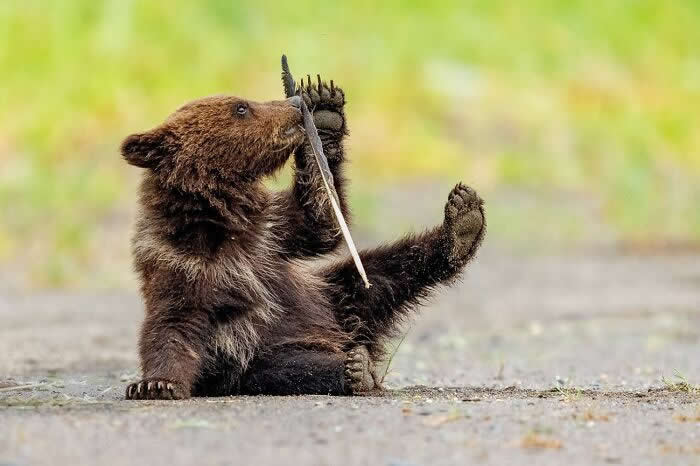 Remarkable Wildlife Photos From Siena Awards