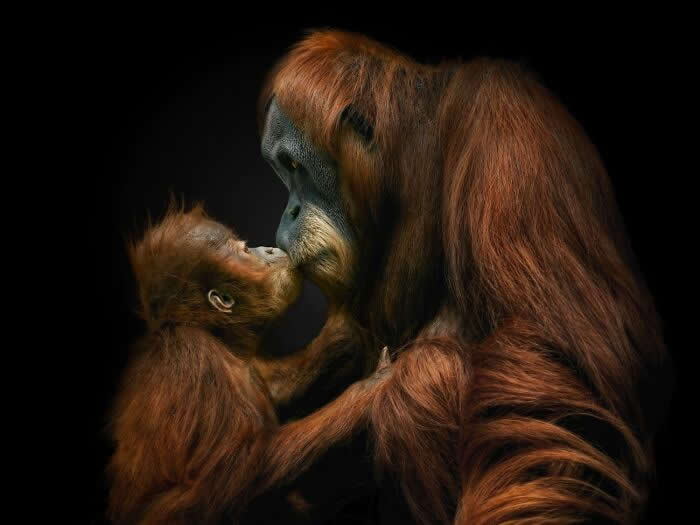 Remarkable Wildlife Photos From Siena Awards