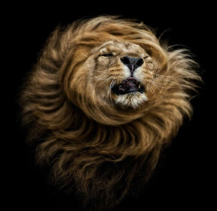 Remarkable Wildlife Photos From Siena Awards