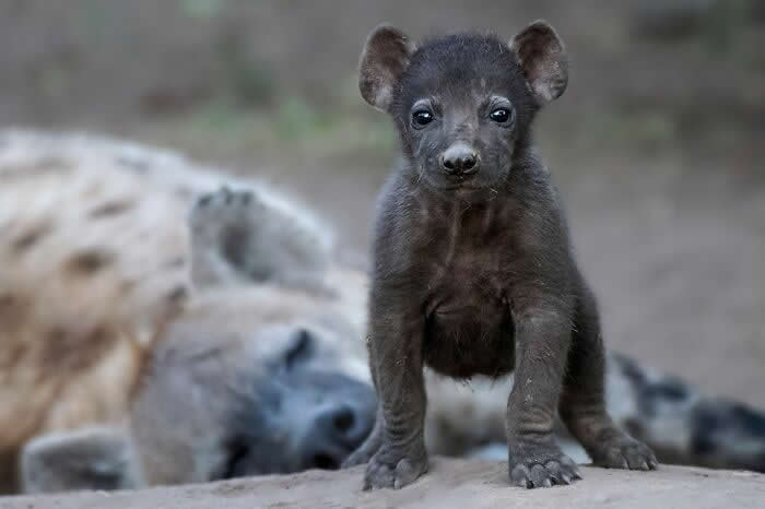 Remarkable Wildlife Photos From Siena Awards