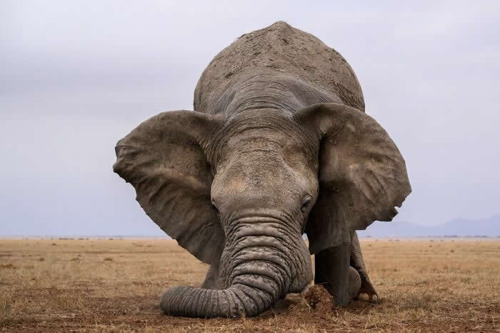 Remarkable Wildlife Photos From Siena Awards