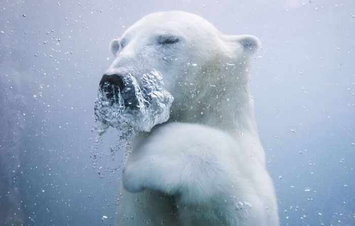 Remarkable Wildlife Photos From Siena Awards