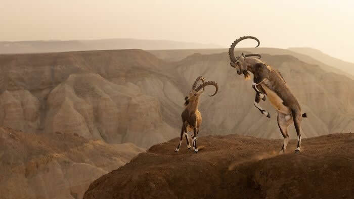 Remarkable Wildlife Photos From Siena Awards