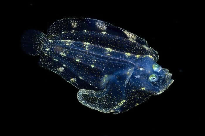 Remarkable Wildlife Photos From Siena Awards