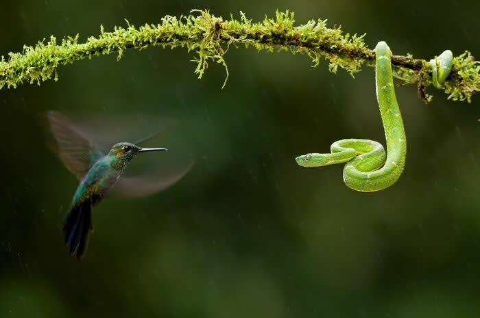 Remarkable Wildlife Photos From Siena Awards