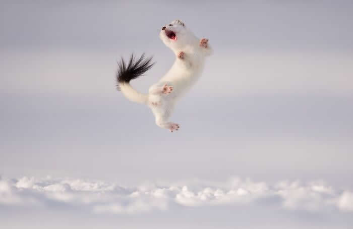Remarkable Wildlife Photos From Siena Awards