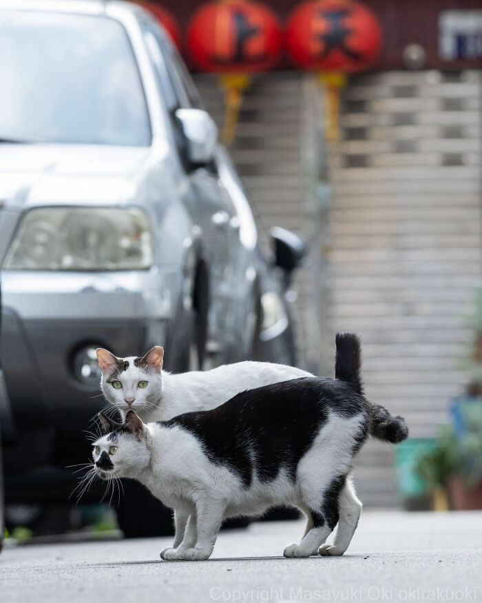 Tokyo’s Feline Rebels: 34 Street Cat Photos by Masayuki Oki That Are Pure Chaos 38 Two black-and-white street cats freeze dramatically in the middle of a quiet road beside parked cars, staring cautiously as if they’ve just been caught doing something suspicious.