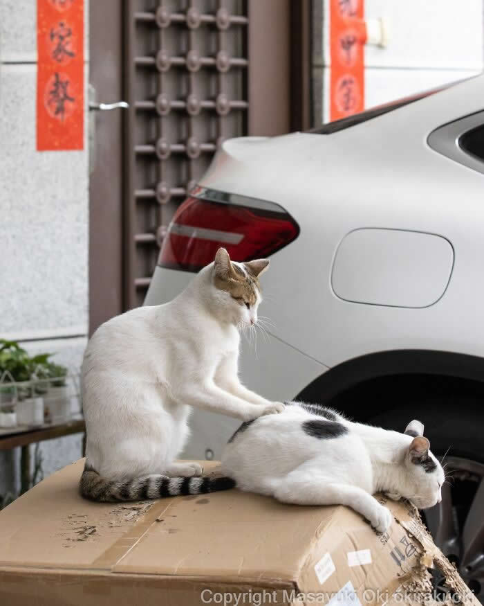 Tokyo’s Feline Rebels: 34 Street Cat Photos by Masayuki Oki That Are Pure Chaos 49 One white-and-tabby street cat gives another cat a playful back massage while sitting together on a worn cardboard box beside a parked car.
