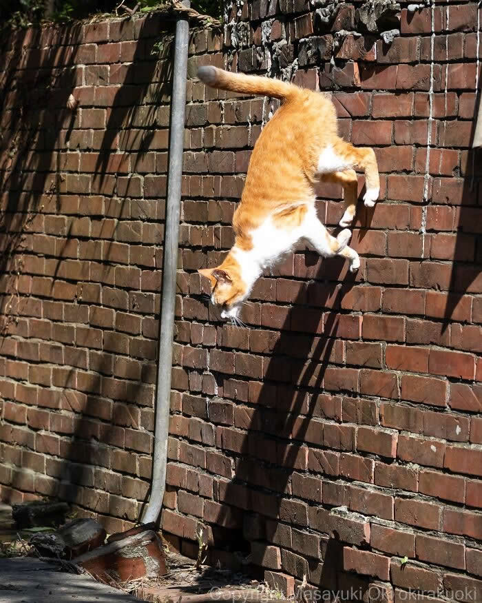 Tokyo’s Feline Rebels: 34 Street Cat Photos by Masayuki Oki That Are Pure Chaos 54 An orange-and-white street cat leaps awkwardly down from a tall brick wall in bright sunlight, frozen midair in a hilarious action pose.