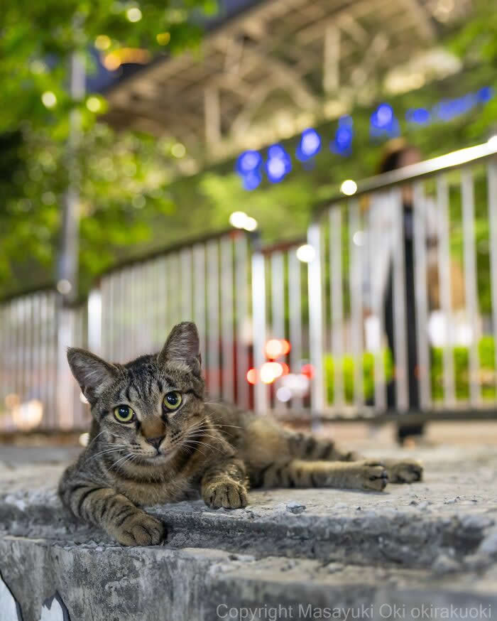 Tokyo’s Feline Rebels: 34 Street Cat Photos by Masayuki Oki That Are Pure Chaos 58 A relaxed tabby street cat lounges on a concrete sidewalk at night, staring calmly at the camera with blurry city lights and railings glowing in the background.