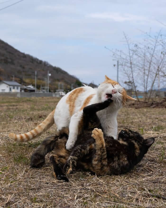 Tokyo’s Feline Rebels: 34 Street Cat Photos by Masayuki Oki That Are Pure Chaos 60 Two street cats wrestle dramatically in an open field, with one orange-and-white cat reacting in shock as the darker cat lands a playful kick during the scuffle.