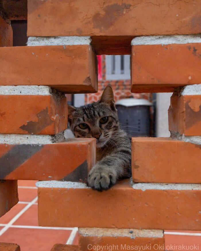Tokyo’s Feline Rebels: 34 Street Cat Photos by Masayuki Oki That Are Pure Chaos 62 A curious tabby street cat peeks through gaps in an orange brick wall, stretching one paw forward while secretly watching from its hiding spot.