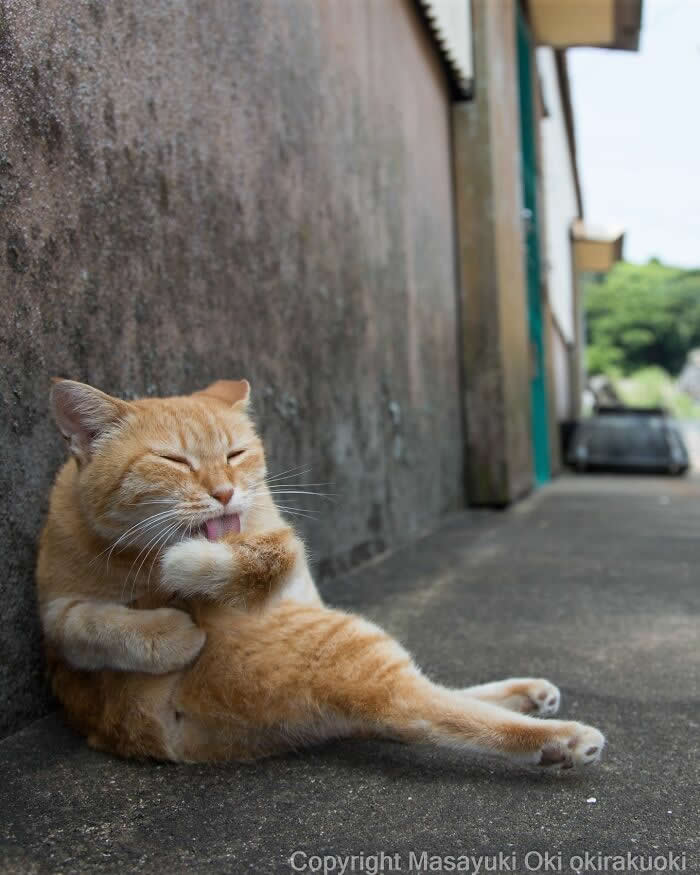 Tokyo’s Feline Rebels: 34 Street Cat Photos by Masayuki Oki That Are Pure Chaos 64 An orange street cat sits lazily against a wall in a narrow alley while grooming itself with a funny and relaxed expression.