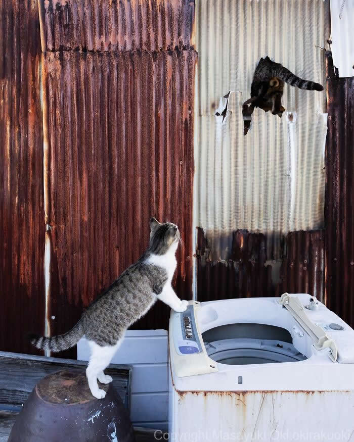 Tokyo’s Feline Rebels: 34 Street Cat Photos by Masayuki Oki That Are Pure Chaos 68 A gray-and-white street cat stands beside an old washing machine while another cat squeezes halfway through a torn hole in a rusty metal wall above.