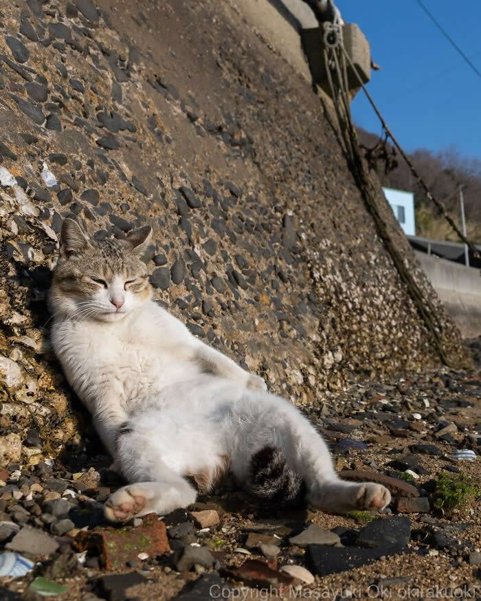 Tokyo’s Feline Rebels: 34 Street Cat Photos by Masayuki Oki That Are Pure Chaos 69 A relaxed white-and-gray street cat lounges lazily against a rocky seawall in warm sunlight, sitting with its legs stretched out like it owns the beach.