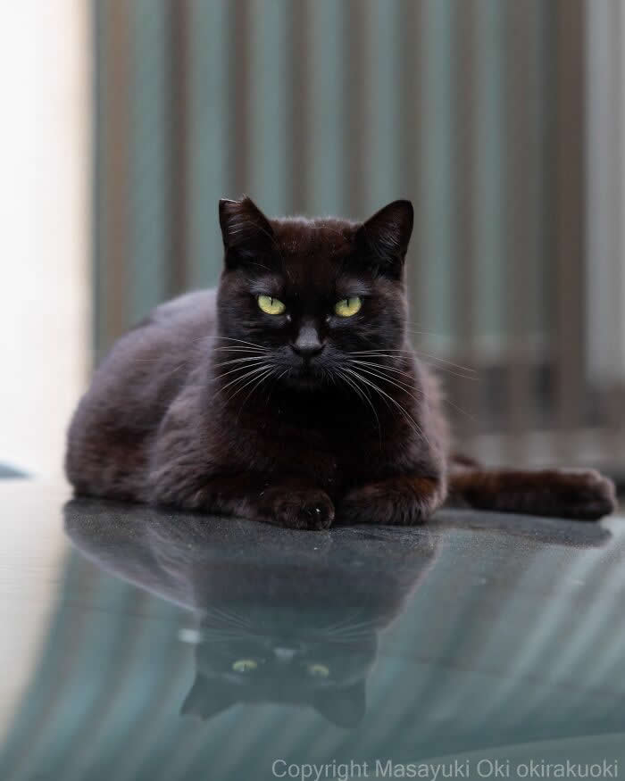 Tokyo’s Feline Rebels: 34 Street Cat Photos by Masayuki Oki That Are Pure Chaos 41 A sleek black street cat with glowing green eyes lounges confidently on a shiny surface, staring intensely at the camera with a serious boss-like expression.