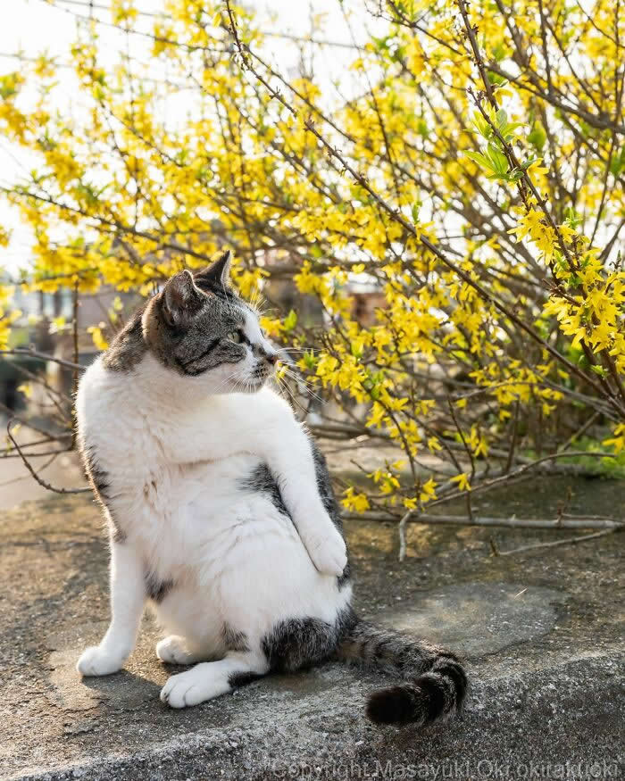 Tokyo’s Feline Rebels: 34 Street Cat Photos by Masayuki Oki That Are Pure Chaos 42 A chubby white-and-gray street cat sits awkwardly upright beside bright yellow flowers, looking away with a guilty and dramatic expression.