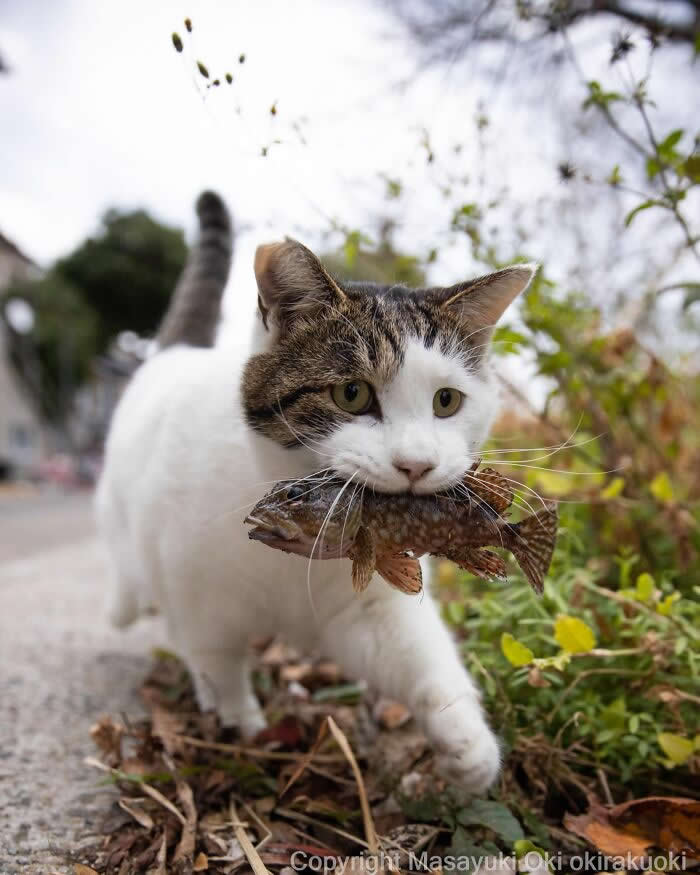 Tokyo’s Feline Rebels: 34 Street Cat Photos by Masayuki Oki That Are Pure Chaos 45 A determined white-and-tabby street cat walks along a roadside carrying a large fish in its mouth like a proud hunter showing off its catch.