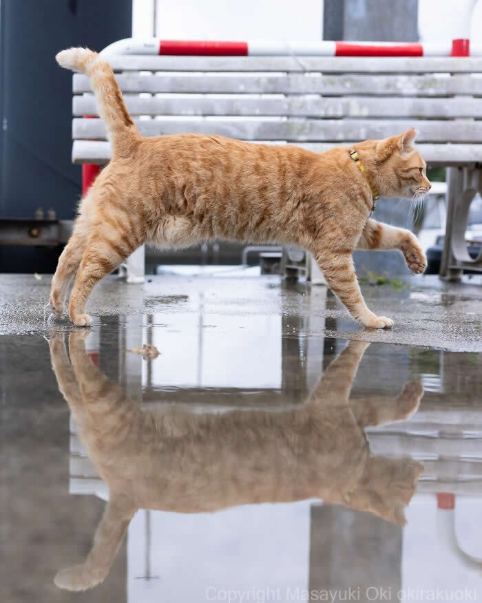 Tokyo’s Feline Rebels: 34 Street Cat Photos by Masayuki Oki That Are Pure Chaos 46 An orange tabby street cat confidently struts across a wet pavement with one paw raised, its reflection perfectly mirrored in a puddle below.