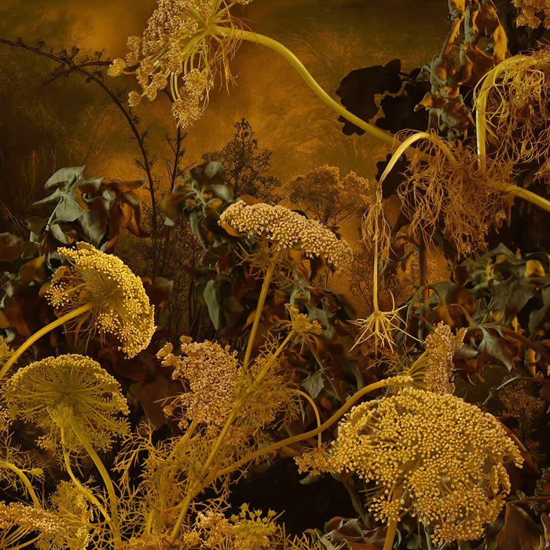 Contest Winner - 3rd Place: Aurea by David Tortora & Jaime Travezán - 1839 Awards Color Photography Contest 2026 Winners