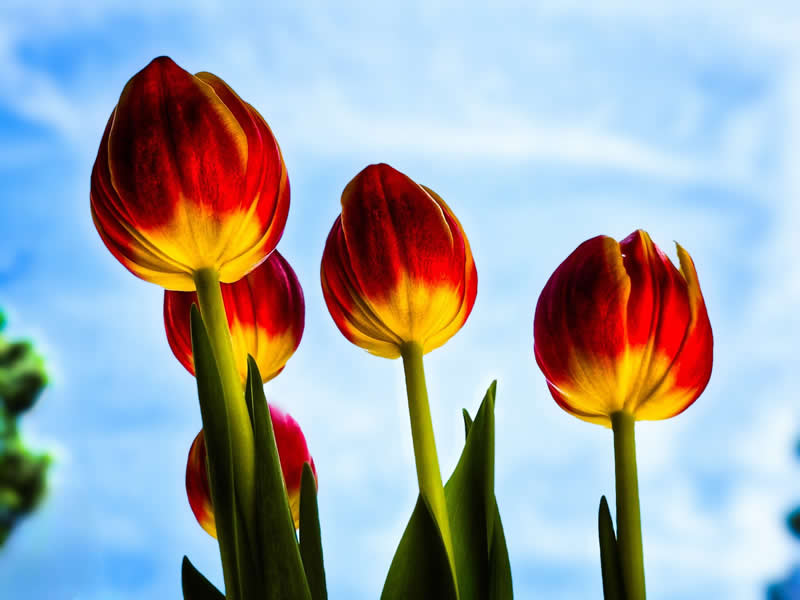 Nature - People’s Vote Award: Reaching for the Light by Karen Horner - 1839 Awards Color Photography Contest 2026 Winners