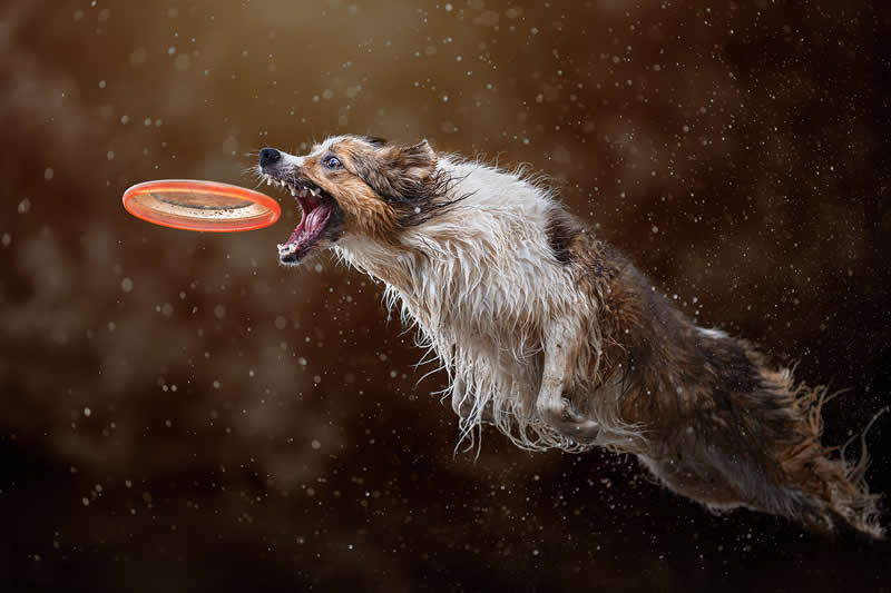Animals - Silver Winner: Ignition by Claudio Piccoli - 1839 Awards Color Photography Contest 2026 Winners